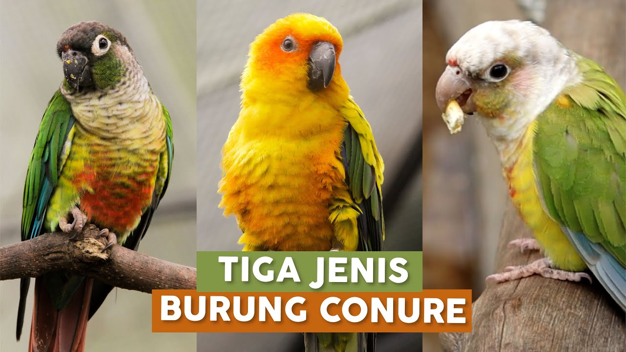 Lembang Park & Zoo | PERBEDAAN TIGA JENIS BURUNG CONURE DI LPZ