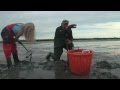 Digging Littlenecks on Duxbury Bay