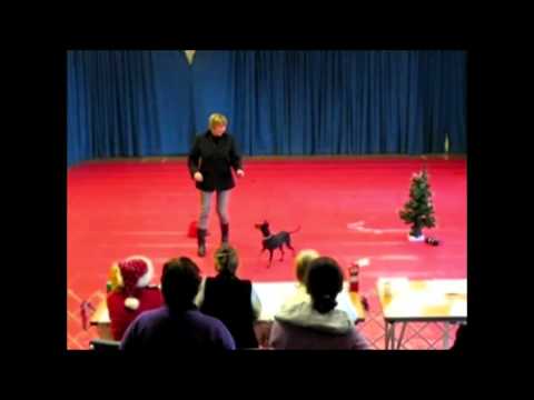 Dancing with Manchester Terriers