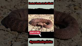 Fastest snake in the world| Top fastest snake in the world| #shorts #shortsviral #shortsfeed