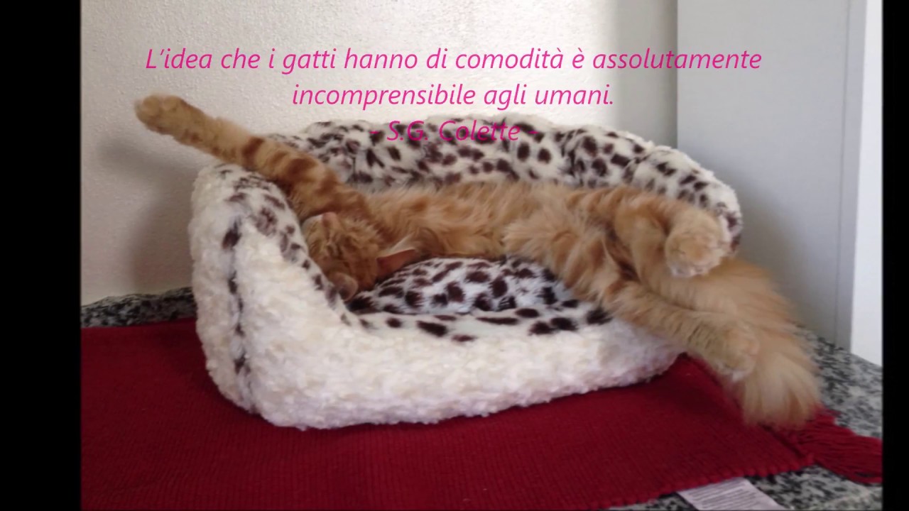 Gatti E Aforismi 2 Youtube
