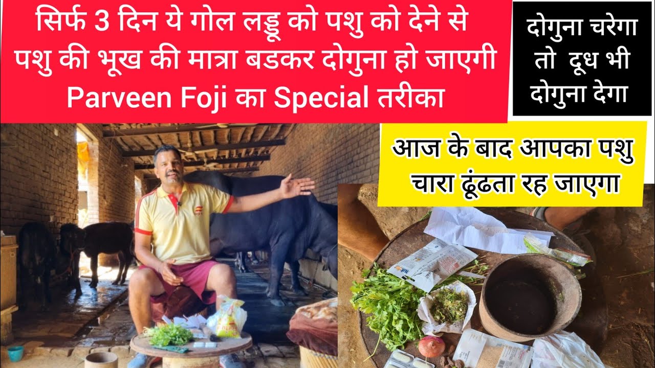 सिर्फ 3 दिनों में चमत्कार: ये लड्डू देने से आपका पशु  💯 % दूध भी बढ़ाएगा और भूख भी दोगुना लगेगी ।।
