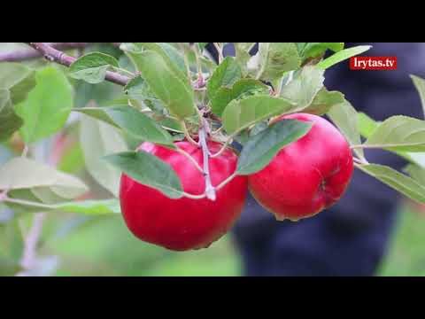 Video: Obuoliai Nukrinta Nuo Obels Prieš Prinokimą: Kodėl Jie Nukrenta Nuo Medžio Nesubrendę? O Kas, Jei Obelis Numeta Vaisius Dar Nesubrendęs?
