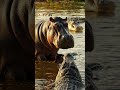 The River Guard: A Mother Hippo's Protectiveness 🦛🐊 | Step-by-Step Savannah