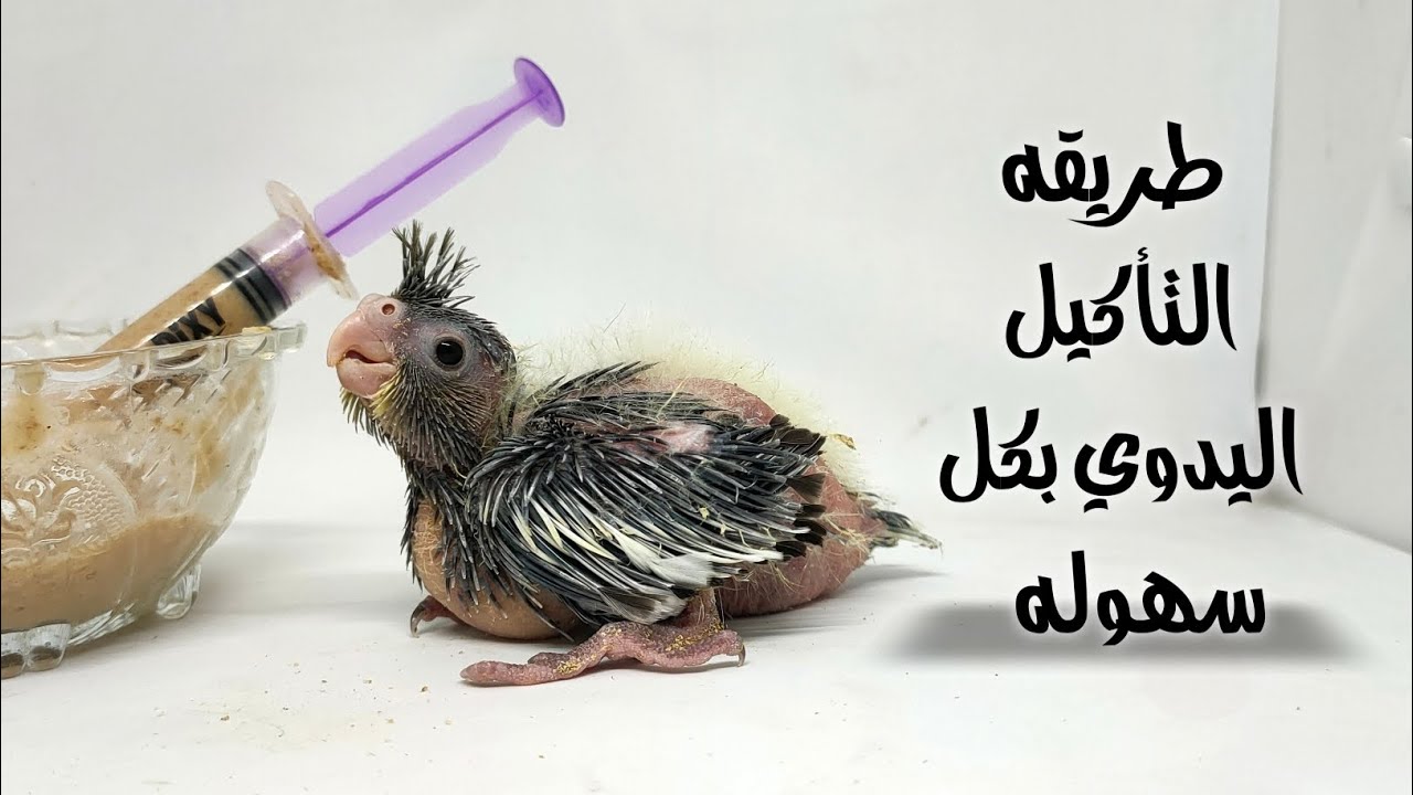 اسهل طريقه للتأكيل اليدوى للكوكتيل والبادجي 2022 #تأكيل #يدوي  بادجي #كوكتيل
