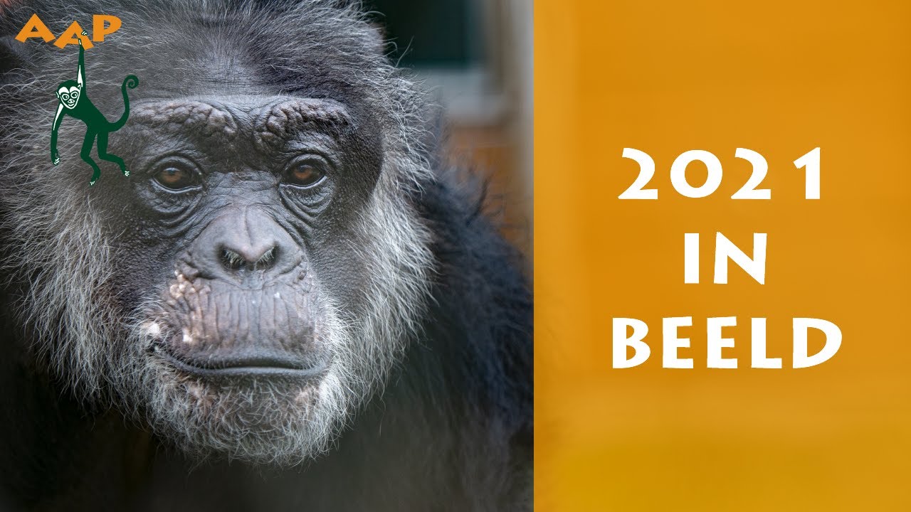 Het jaar in beeld: 2021 bij AAP - Stichting AAP - YouTube