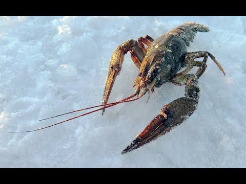Как правильно замораживать раков!
