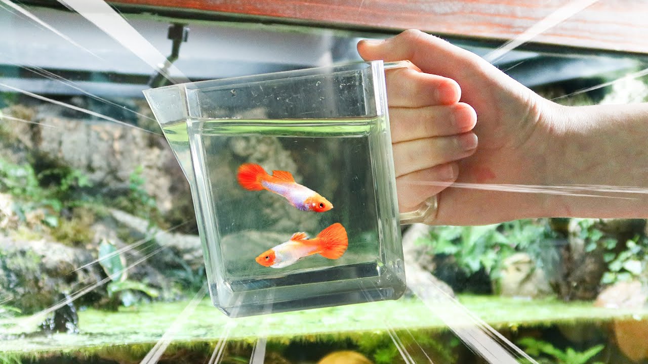 Adding fish to the turtle tank!