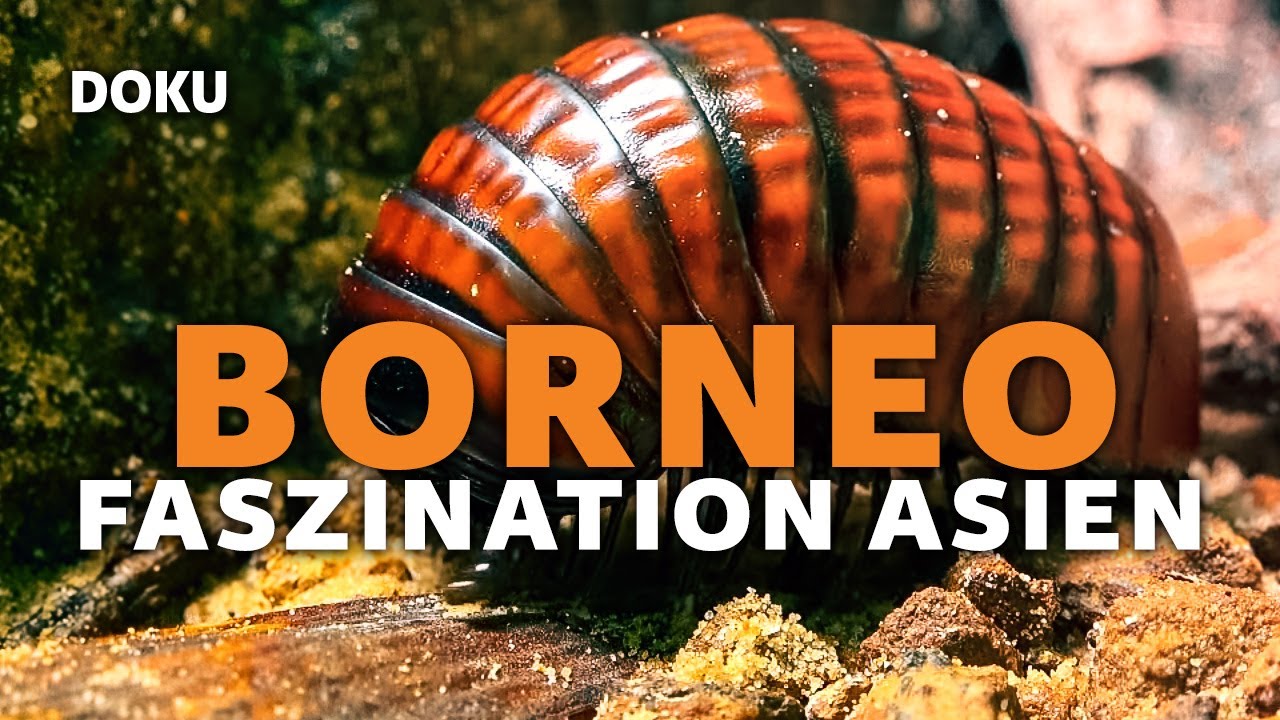 Unsere Borneo Reiseroute: Orang Utans, Dschungeltouren und Inselhopping!