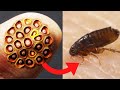 10 Most Dangerous Bugs In The World