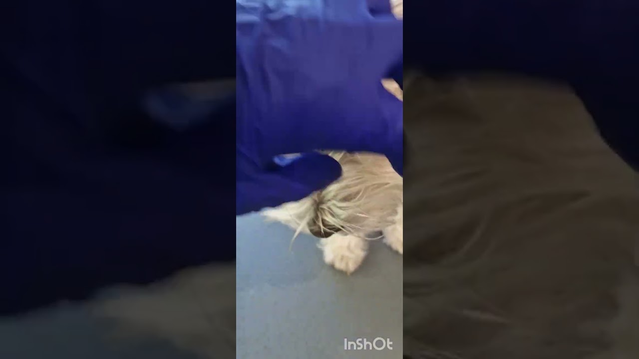 Папилломовирус у собак, как лечить #ушаковдмитрий @Zoovetdoctor