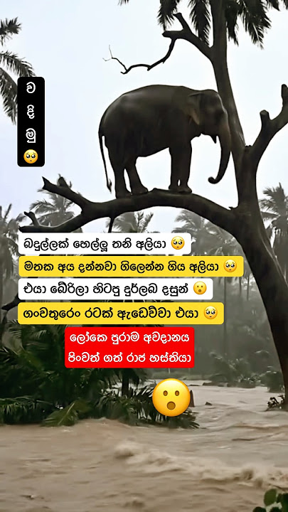 Download lagu ගංවතුරෙං බේරෙන්න ගත් උත්සාහය එයාගෙ ඒත් අත්ට්ග කඩන් වැටිලා එයා ඉවරලු 😭