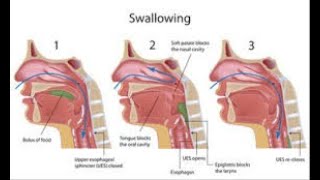 Swallowing Phases Briefly 1.. Oral Phase