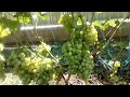 Выращивание винограда | Почему так важно удаление нижних листьев на винограде