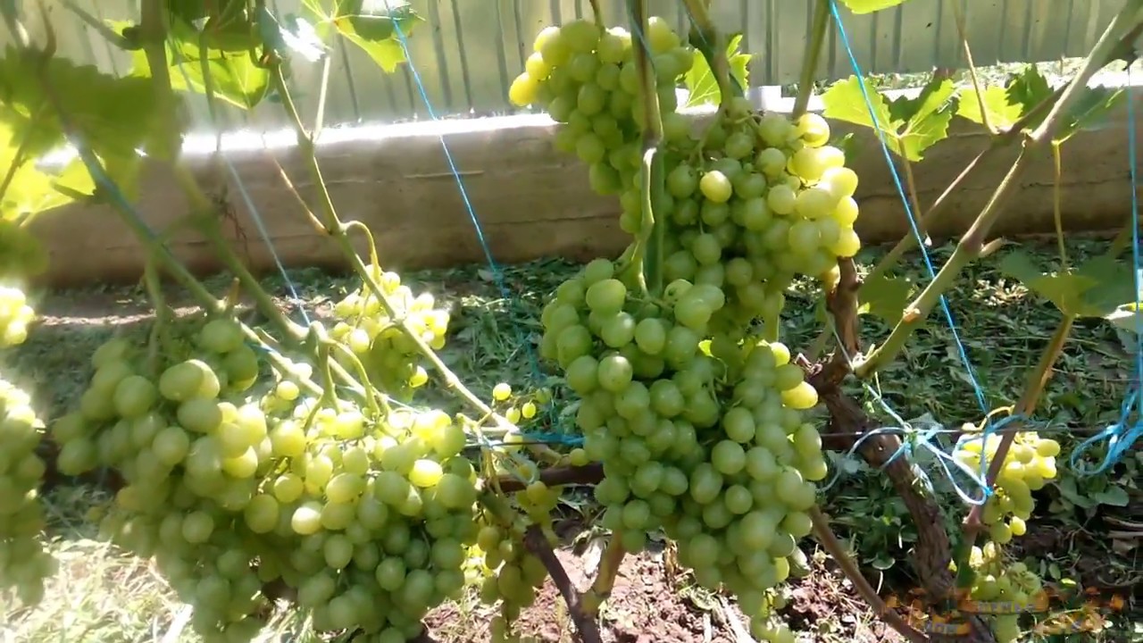 Корисні поради для виноградарів