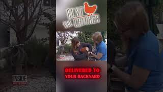 How Much Does It Cost To Rent A Chicken?