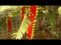 Heliconia rostrata