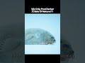 Polar Bear Survival: Even the Strong Must Be Careful