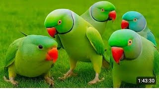 Baby &amp; Parrot Talking Videos| Parrot sound| Parrot voice| USA Parrot Talking Videos| #usaparrot