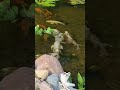 Luxury outdoor water Fish Pond Walkway 🐟💧 | Modern Backyard Water Feature