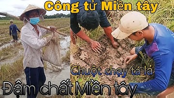 Đậm chất Miền tây Mùa gặt lúa quê tôi . Bắt Chuột chạy tá lả ...
