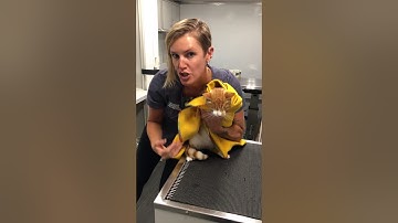 How to put your cat in a carrier