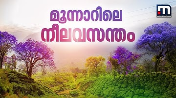 മൂന്നാറിലെ നീലവസന്തം..; പ്രകൃതിയുടെ ദൃശ്യവിരുന്നായി ജക്രാന്ത പൂക്കൾ | Jacaranda | Munnar