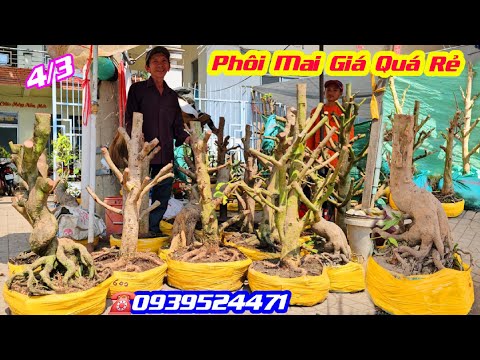 #0939524471, Chào Bán 4/3, Phôi Mai Vàng Đế Đẹp, Chi Cành Đều, hoành từ 26_35/ Giá Rẻ/ CS Cần Thơ