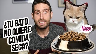 ¿Cómo hago para que mi GATO se tome su COMIDA SECA?