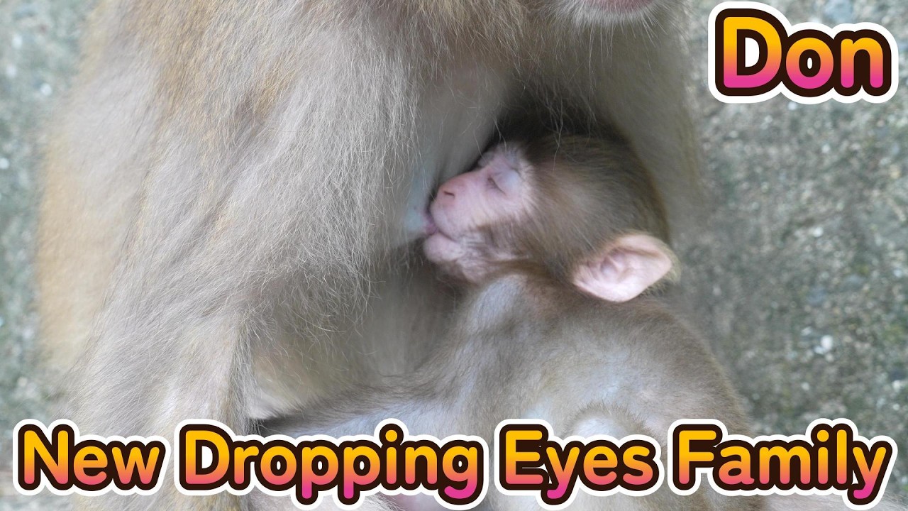 【赤ちゃん・ニホンザル・４K動画】New Dropping Eyes Family　ドン君　眠り王子😍