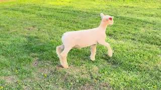 Details RW Club Lambs ET Tag 2611 Update