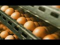 Bez GMO: 55 miliona Bingo jaja godišnje na tržištu BiH