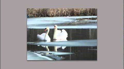 Photo Composition: Implied Motion