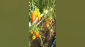 Гусеницы на томатах. Как с ними бороться?