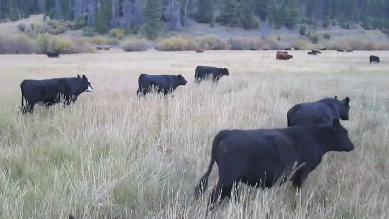 Driving cattle from the rear - YouTube