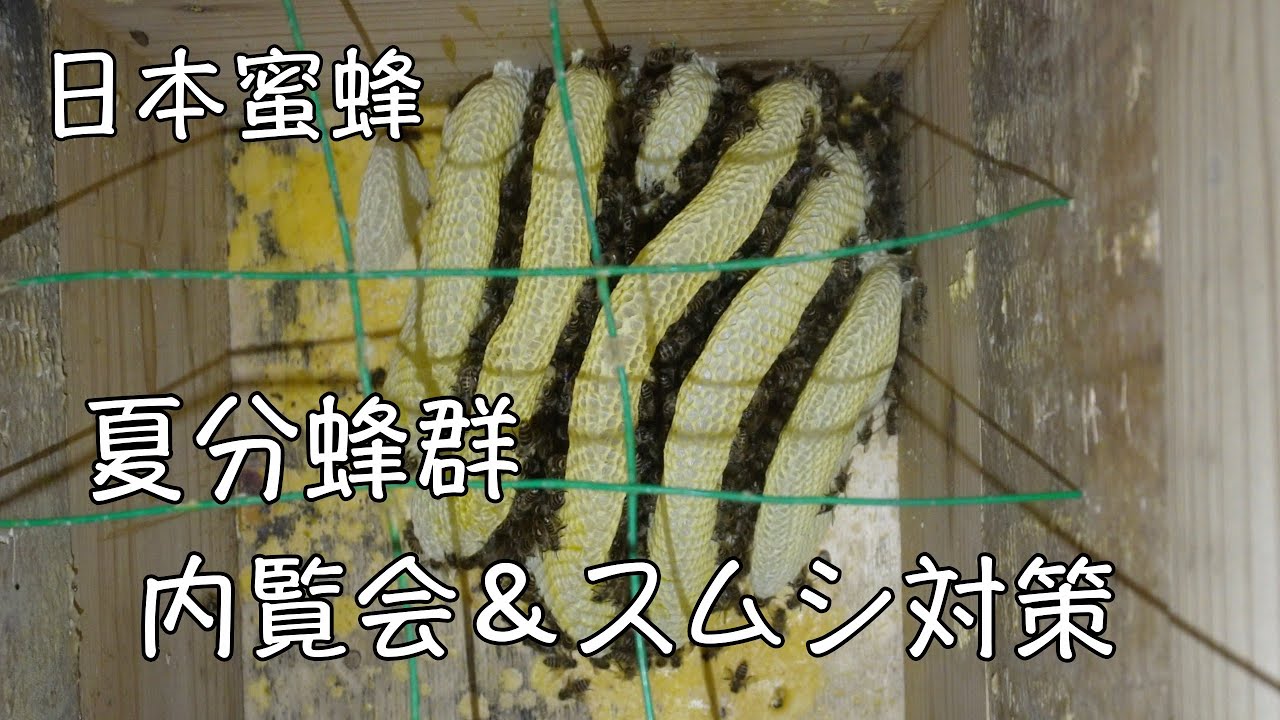 Measures against swarming bees and caring for summer swarms