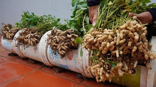 Another method to grow peanuts for your family, the secret to having large &amp; abundant tubers