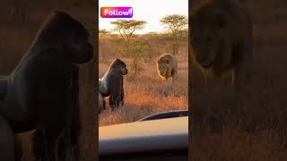 🦍 Gorilla vs Lion Face-Off 🦁 | Ultimate Safari Showdown | AI Wildlife Adventure