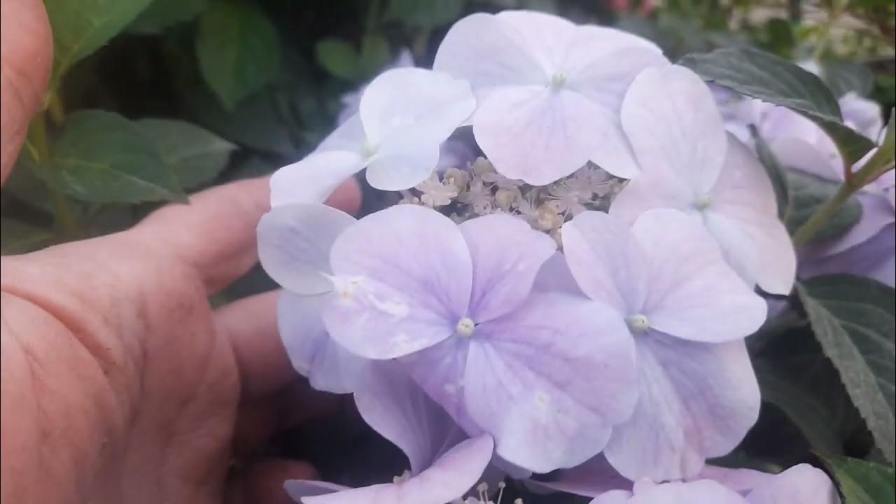 Френч Болеро в вечернем свете!💜 - YouTube
