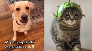 Las MASCOTAS mas Divertidas y Chistosas de Todo YOUTUBE ✨🎉[PARTE 1] by Mascotas Chistosas y Divertidas 697,344 views 3 years ago 12 minutes, 23 seconds