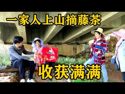 野生藤茶太受朋友們喜愛了，燕子全家總動員上山採摘，一路歡聲笑語收穫滿滿【農人家三嫂】