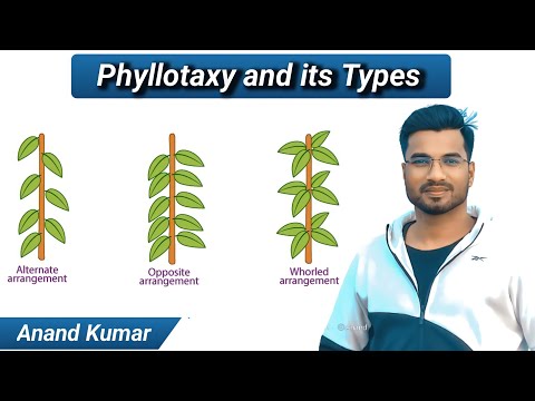 Video: Care sunt cele trei tipuri de filotaxie?