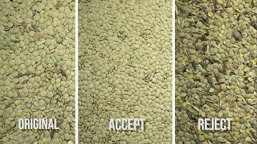 Сolor sorting of lentil on SmartSort B optical sorter