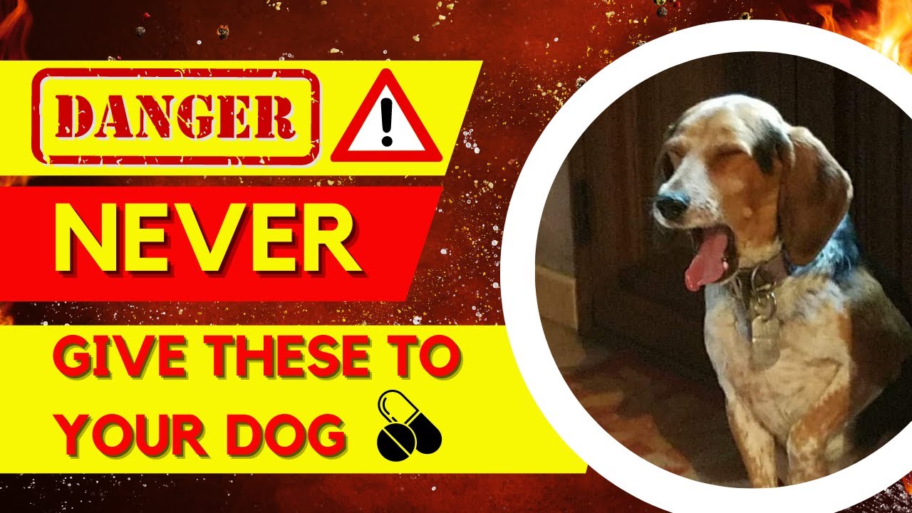 4 OTC Drugs to NEVER Give Your Dog | Deadly OTC Drugs for Dogs - YouTube