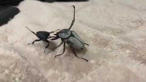 bug fight
