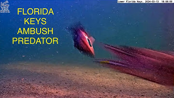 Barracuda Ambushes Unsuspecting Snapper | Caught on Tape, literally!