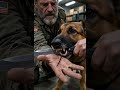 Share if a dog’s loyalty stops at nothing