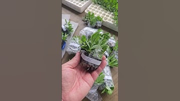 Cây giống hoa cát tường lẻ #hoacattuong #caygionghoacattuong