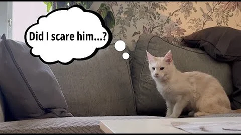 Video 11728501: maine coons wild, maine coon toys