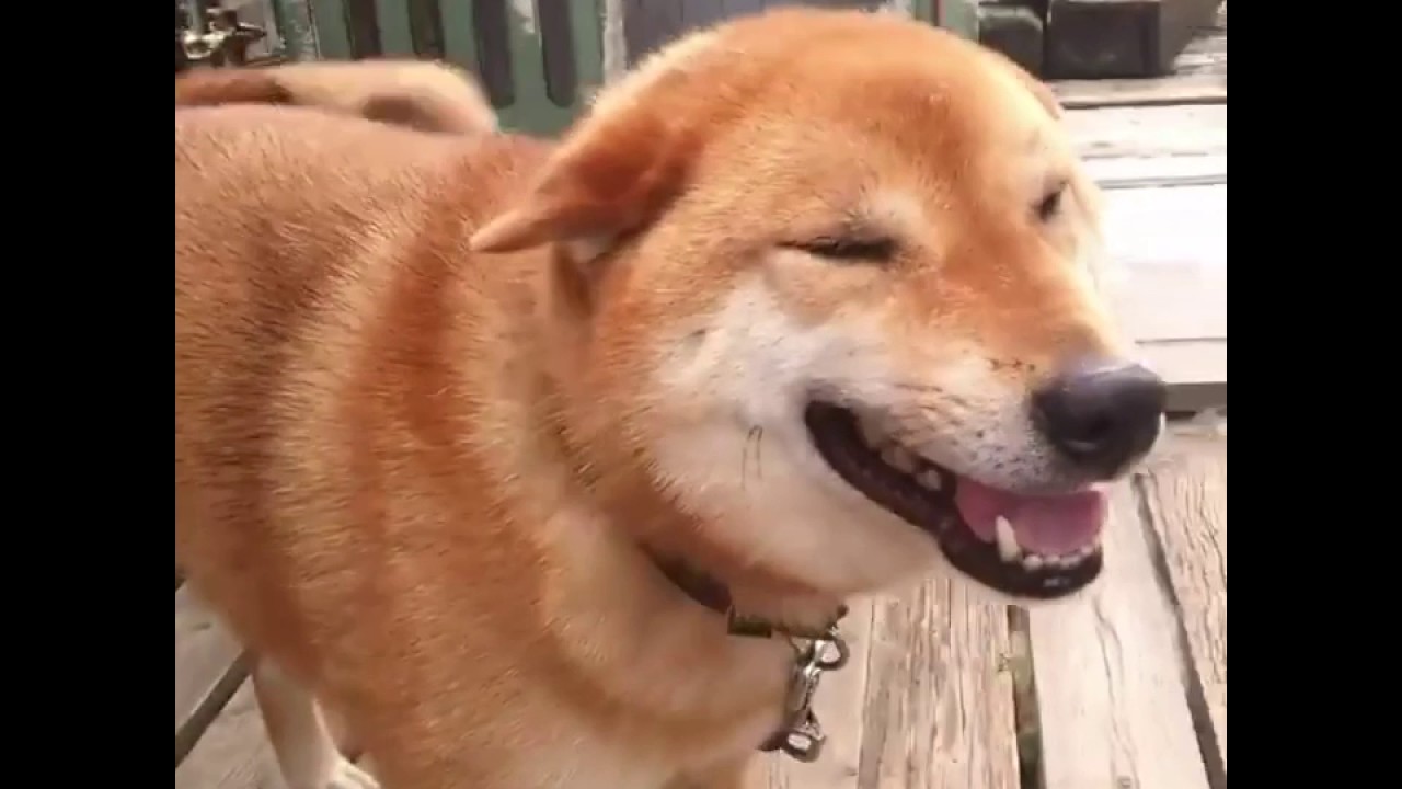 お出迎えしてくれた柴犬くん その笑顔が最高の柴スマイルだった Peco Tv Youtube お出迎えしてくれた柴犬くん その笑顔が最高の柴スマイルだった Peco Tv Youtube